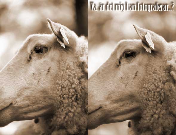 va.jpg