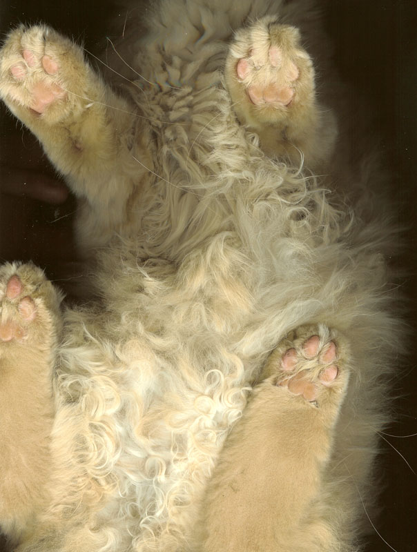 catscan.jpg