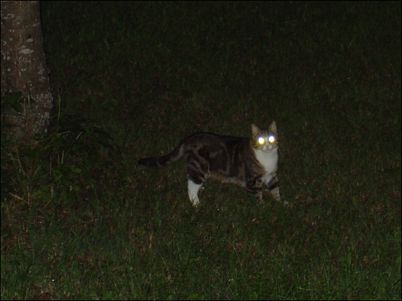 dsc05664_katt.jpg