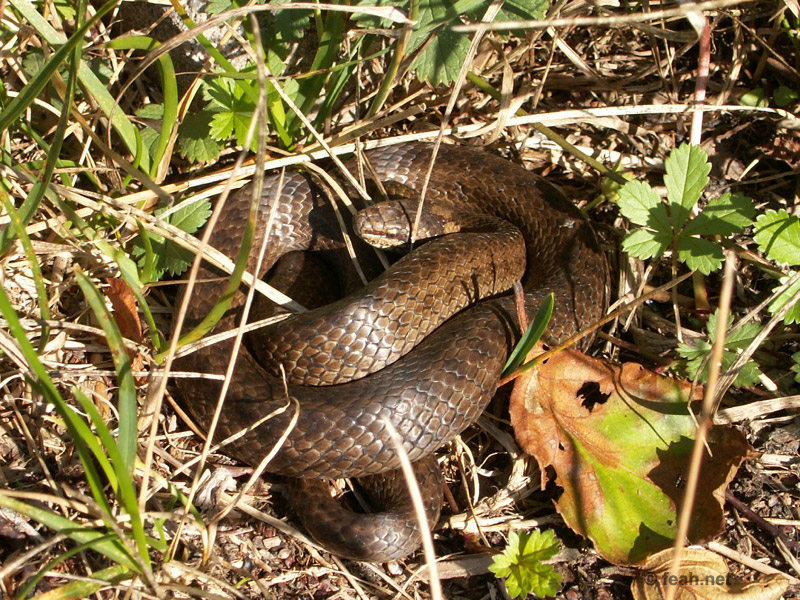 wf_smooth_snake.jpg