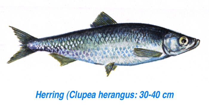 herring.jpg