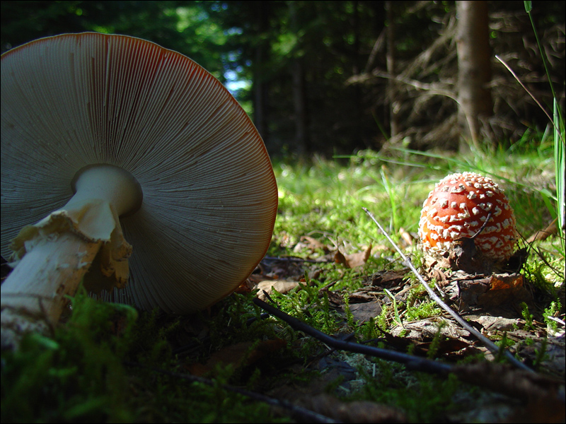 DSC06057_800.jpg