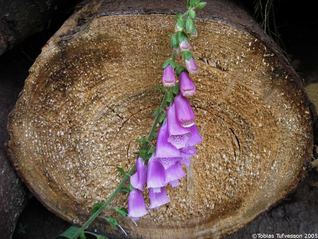 blomma.jpg