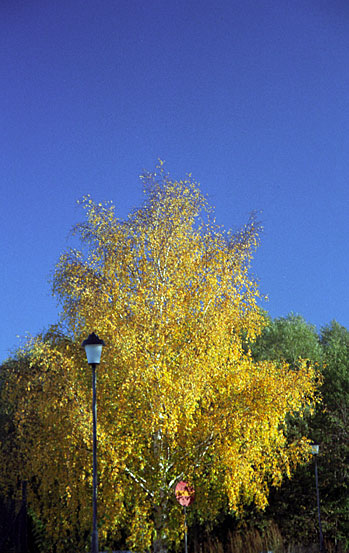 reala_20051005_033.jpg