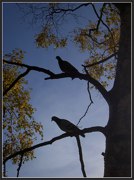 doves2.jpg