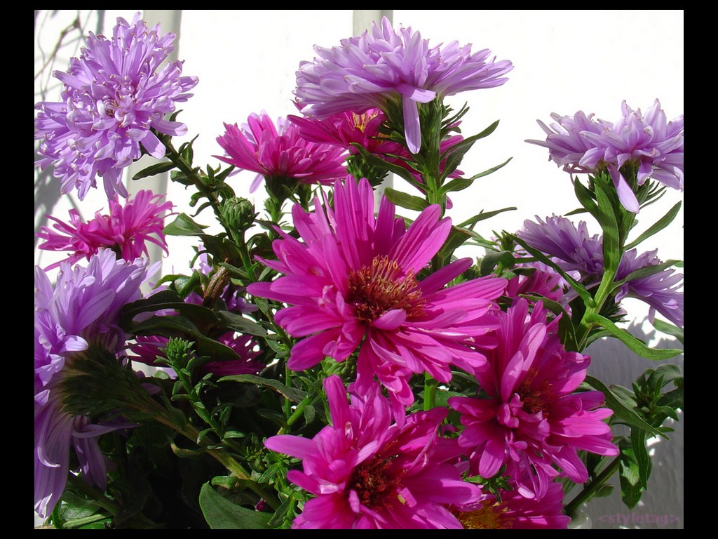 flowerpower0902.jpg