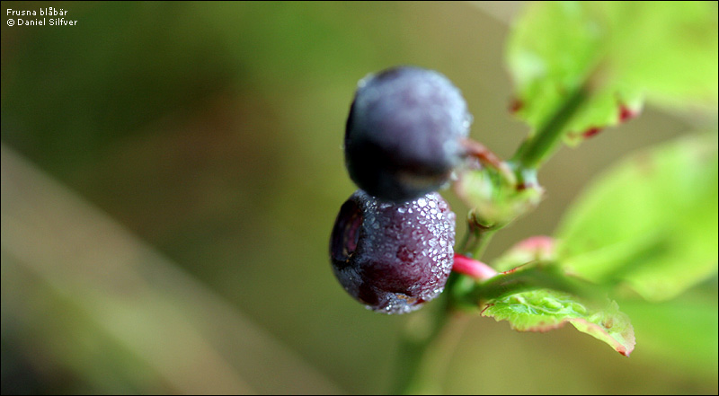 051014_frusna_blabar.jpg