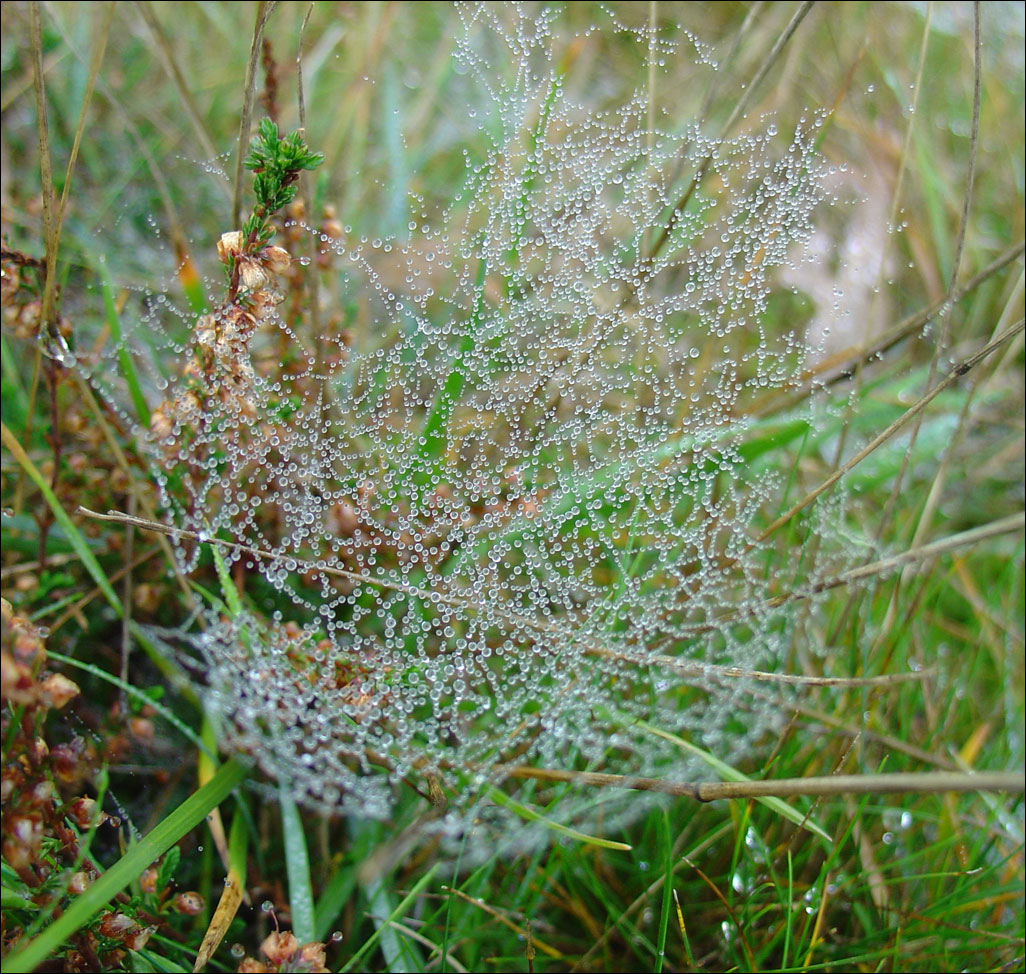 DSC06788.jpg