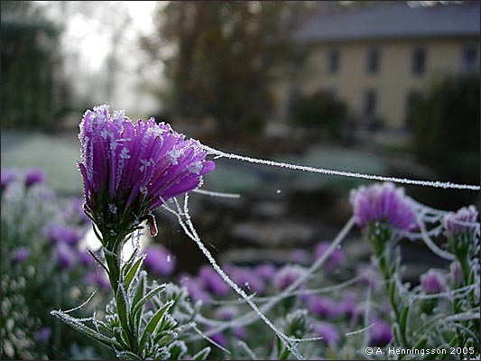frostblomma.jpg