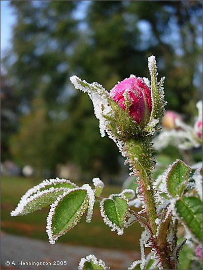 rosenknopp.jpg