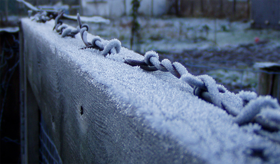 frost.jpg