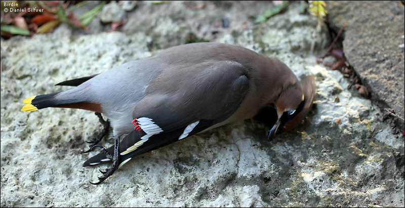 051119_birdie.jpg