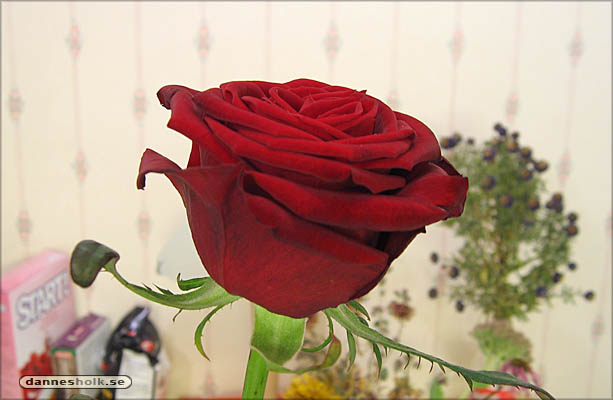 födelsedagsblomster_01.jpg