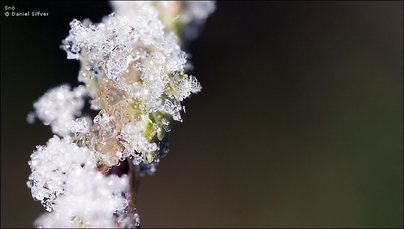 051130_snoe.jpg