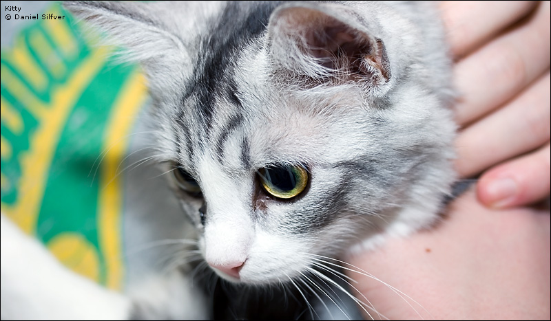 051223_kitty.jpg