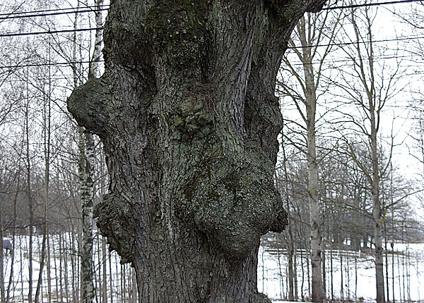 the-ent-origi.jpg
