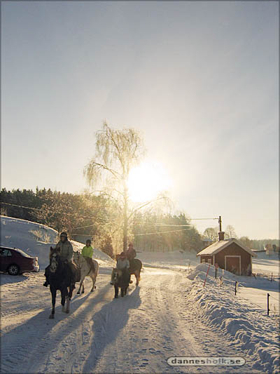 hästar i motljus.jpg