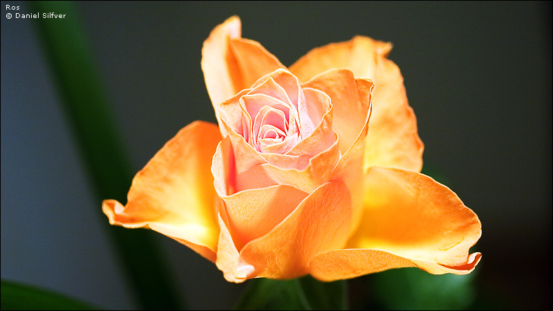 060128_ros.jpg