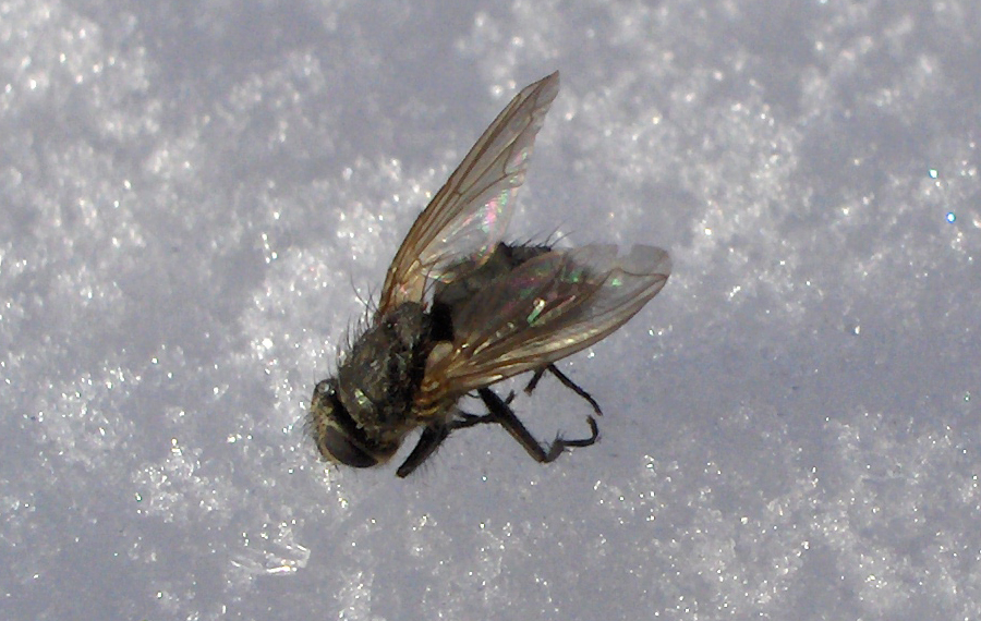 fluga.JPG