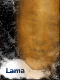 Lamas avatar