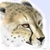Psychomaniacs avatar