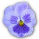 Cammiss avatar