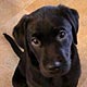 tjejmedhunds avatar