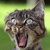 PepeJerias avatar