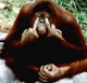 Lantiss avatar