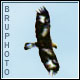 bruphotos avatar