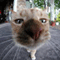 frippzs avatar